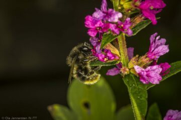 Haghumla (Bombus sylvarum), arbetare på fackelblomster (Lythrum salicaria) Foto:(C) Ola Jennersten Naturfotograferna, IBL Bildbyrå