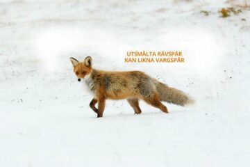 Rödröv i snö med texten "Utsmälta rävspår kan likna vargspår" bredvid.