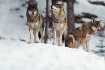 Tre vargar i snö.