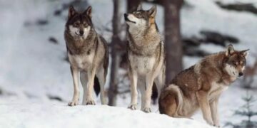 Tre vargar i snötäckt landskap