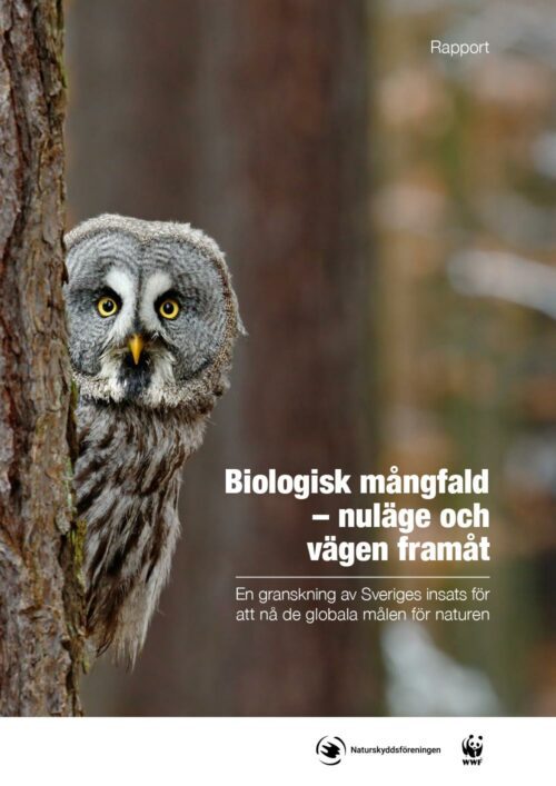 1420510-1 En lappuggla tittar fram bakom en trädstam. Text: "Biologisk mångfald – nuläge och vägen framåt. En granskning av Sveriges insats för att nå de globala målen för naturen."