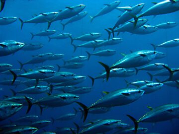 Gulfenad tonfisk (Thunnus albacares)