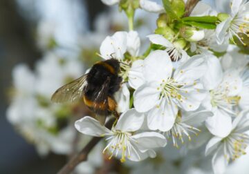 En mörk jordhumla (Bombus terrestris) samlar pollen från vita päronblommor med gula ståndare.