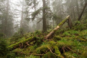 ww1123473.jpg Primeval forest in Trans-Carpathian region, Carpathians, Ukraine