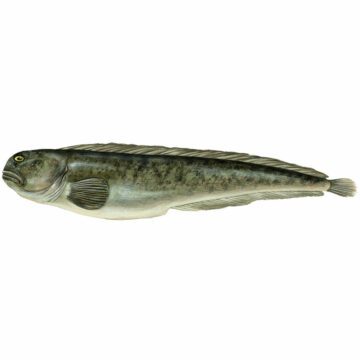 Anarhichas lupus_1000x1000