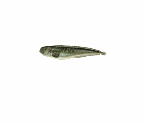 Anarhichas lupus_mer vitt