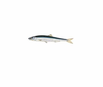 En ansjovis, långsmal fisk med blå rygg och silverfärgad mage.