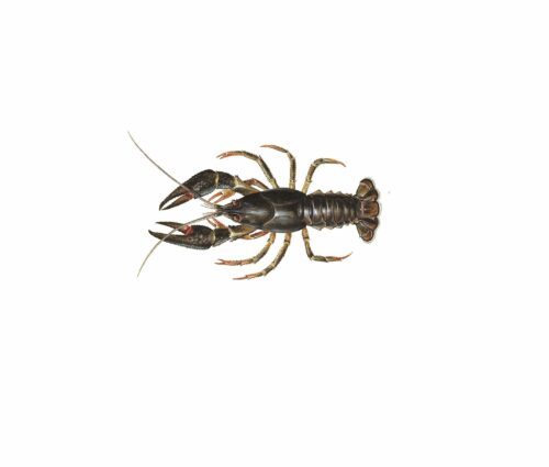 astacus astacus_mer vitt