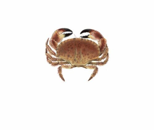 Cancer pagurus_mer vitt