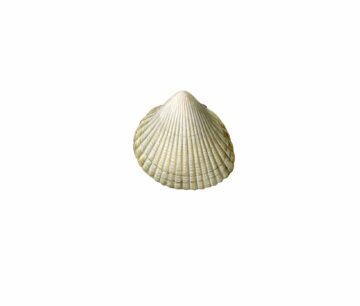 cerastoderma edule_mer vitt