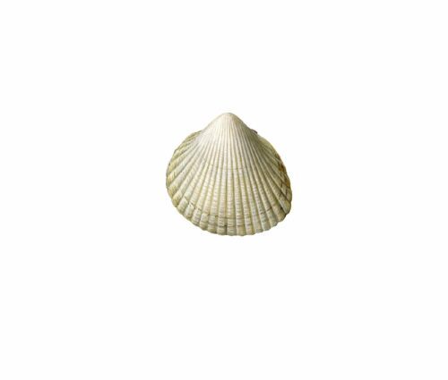 cerastoderma edule_mer vitt