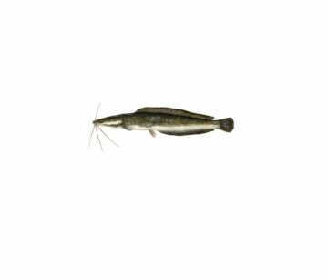 En illustration av en lång, mörk clarias med flera långa morrhår framför huvudet och en rundad stjärt.