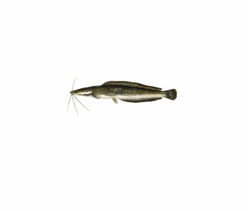 Clarias_mer vitt