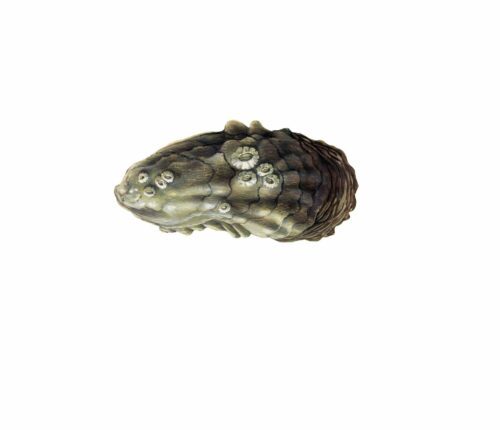 Crassostrea gigas_mer vitt