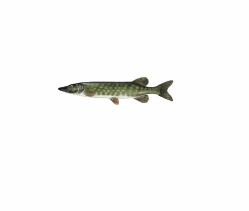 esox lucius_mer vitt esox lucius_mer vitt