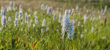 Flera vita blomspiror på gröna stjälkar växer i ett solbelyst fält med gräs och örter.