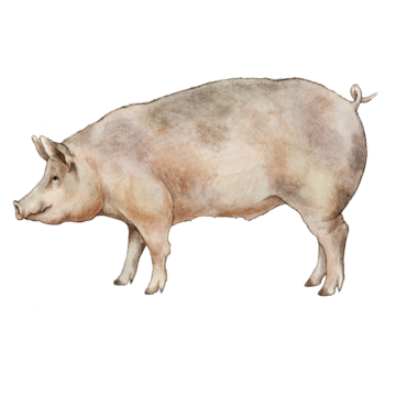 Fläsk_kvad