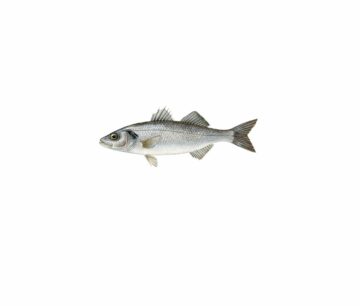 En silvrig fisk med långsträckt kropp, tydliga fenor och mörkt öga, identifierad som havsabborre.