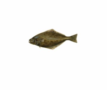 Hippoglossus hippoglossus_mer vitt