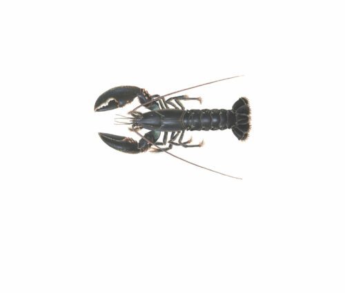 Homarus gammarus_mer vitt Homarus gammarus_mer vitt