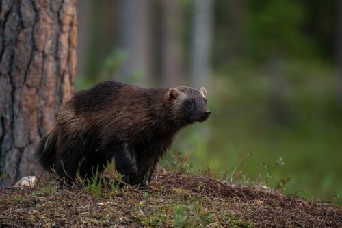 En stor, mörkbrun järv med korta ben och kort svans står i en skogsmiljö med markvegetation.