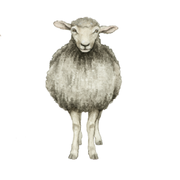 Lamm_kvad