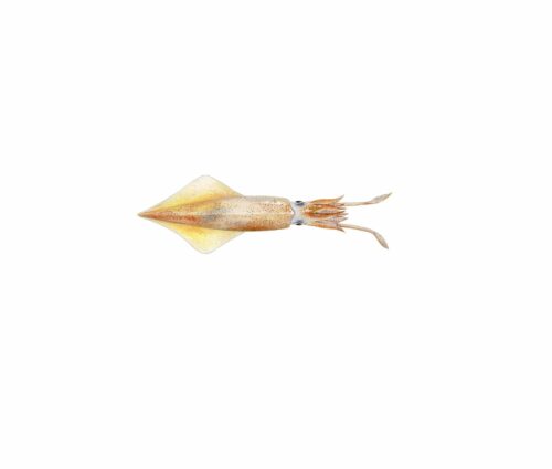 Loligo edulis_mer vitt Loligo edulis_mer vitt