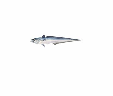 Macruronus novaezelandiae_mer vitt Långsmal hoki med silverfärgad kropp, markerad mörk rygg och liten ryggfena nära huvudet.