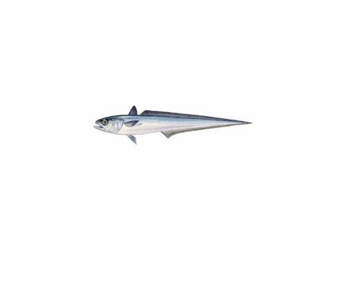 Macruronus novaezelandiae_mer vitt Långsmal hoki med silverfärgad kropp, markerad mörk rygg och liten ryggfena nära huvudet.