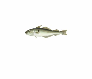 Melanogrammus aeglefinus_mer vitt