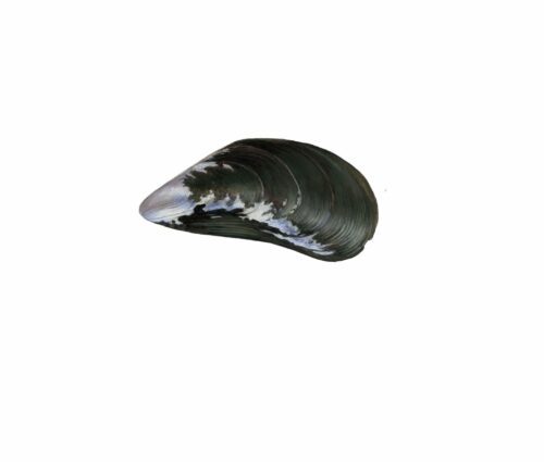 Mytilus edulis_mer vitt
