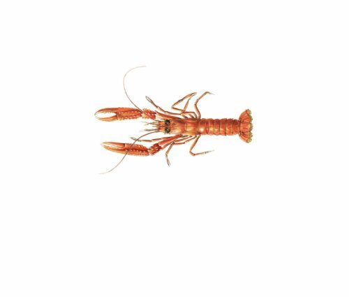 Nephrops norvegicus_mer vitt Nephrops norvegicus_mer vitt