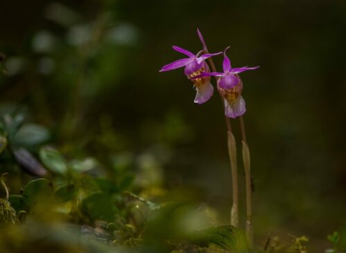 Två små nornor (calypso bulbosa) med rosa kronblad och gula detaljer på smala stjälkar växer intill marken.