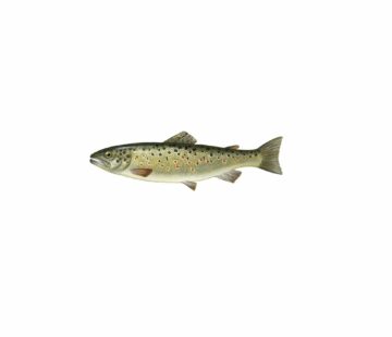 Öring_mer vitt En öring med avlång kropp, mörk rygg, ljusare buk och svarta prickar längs sidorna.