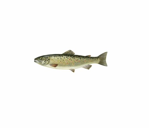Öring_mer vitt