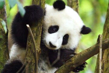 Panda Panda