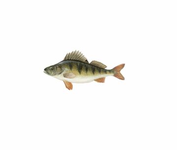 Fisk med grönaktig kropp, svart randig ryggfena, orange och vitaktiga fenor, identifierad som abborre (Perca fluviatilis).