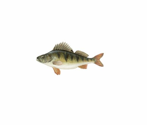 Perca fluviatilis_mer vitt