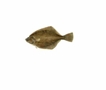 Platichthys flesus_mer vitt
