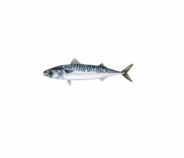 Scomber scombrus_mer vitt