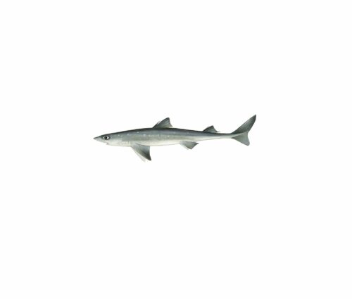 squalus acanthias_mer vitt Illustration av en långsmal haj, Squalus acanthias, med två ryggfenor och karakteristisk spetsig nos.