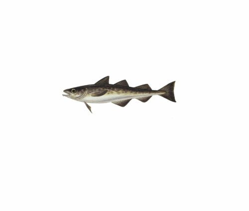 Theragra chalcogramma_mer vitt