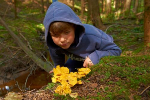 En pojke i blå hoodie undersöker kantareller som växer på marken i skogen.