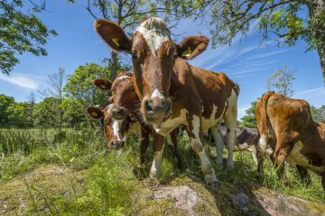 Genom att kastrera tjurar kan de sedan som stutar beta på naturbetesmarker.