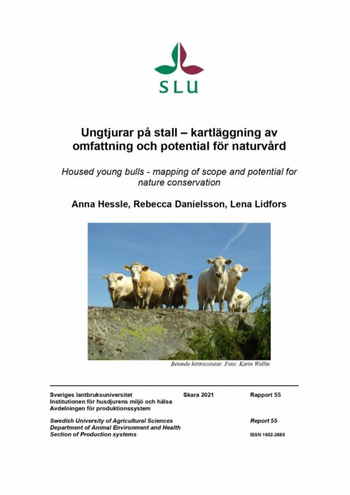 Titel: Ungtjurar på stall – kartläggning av omfattning och potential för naturvård." Författare: Anna Hessle, Rebecca Danielsson, Lena Lidfors. Bild på flera kor på en grästäckt kulle.