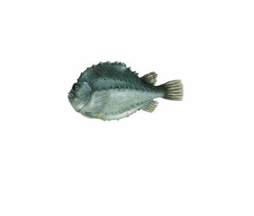 Cyclopterus lumpus_mer vitt