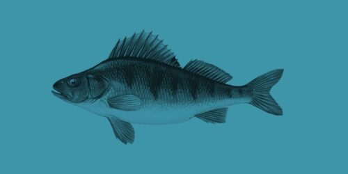 Illustration av fisk.
