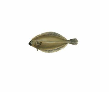 Glyptocephalus cynoglossus_mer vitt