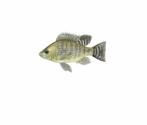 Oreochromis niloticus_mer vitt