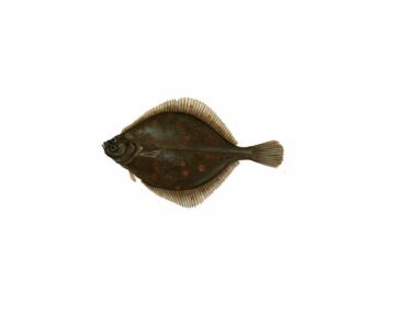 Pleuronectes platessa_mer vitt